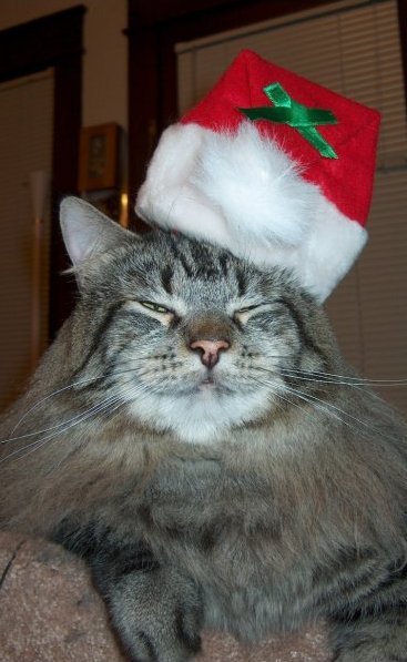 Smiling cat in a Santa hat.
